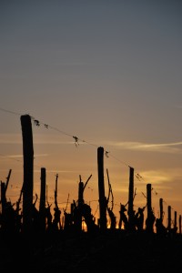 Les vignes au coucher du soleil