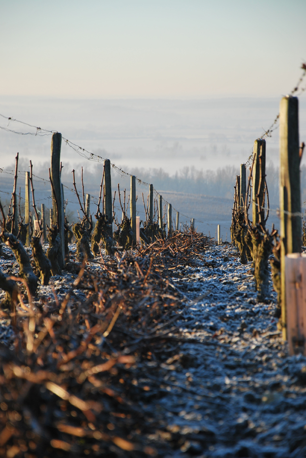 Les vignes en hiver