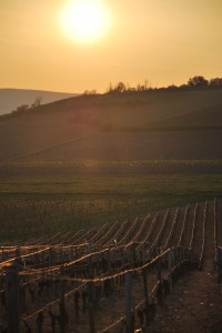 Le vignoble du Domaine Saget