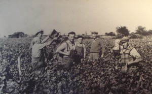 Guy Saget pendant les vendanges