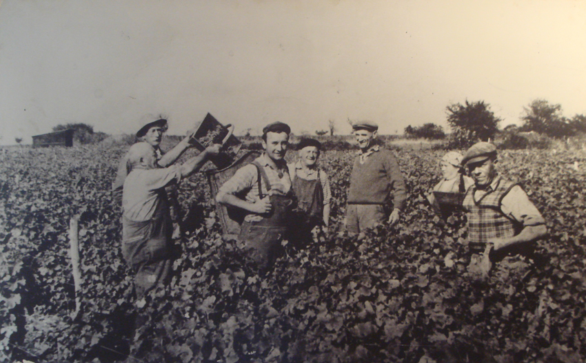 Guy Saget pendant les vendanges