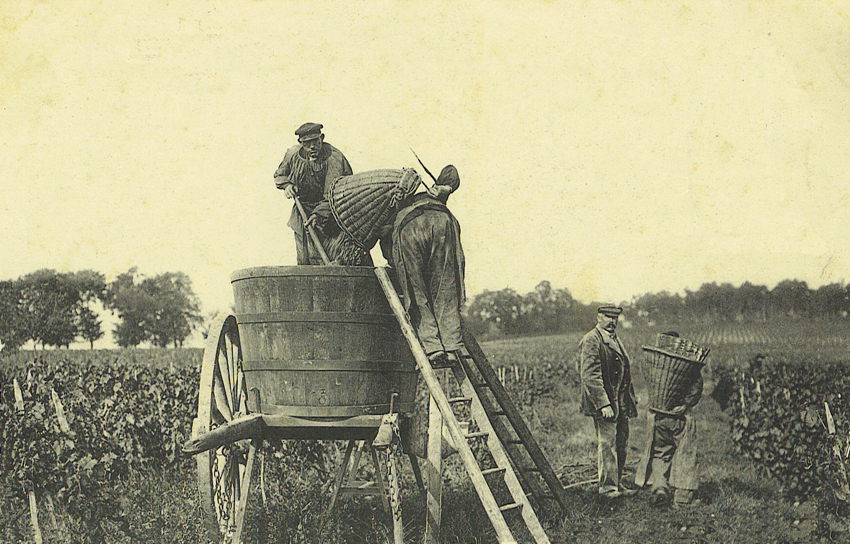 Vendanges au Domaine Saget